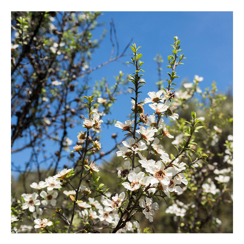 Forest Gold Manuka Honey UMF 10+ 12 Pcs 500 G Best Price in Dubai