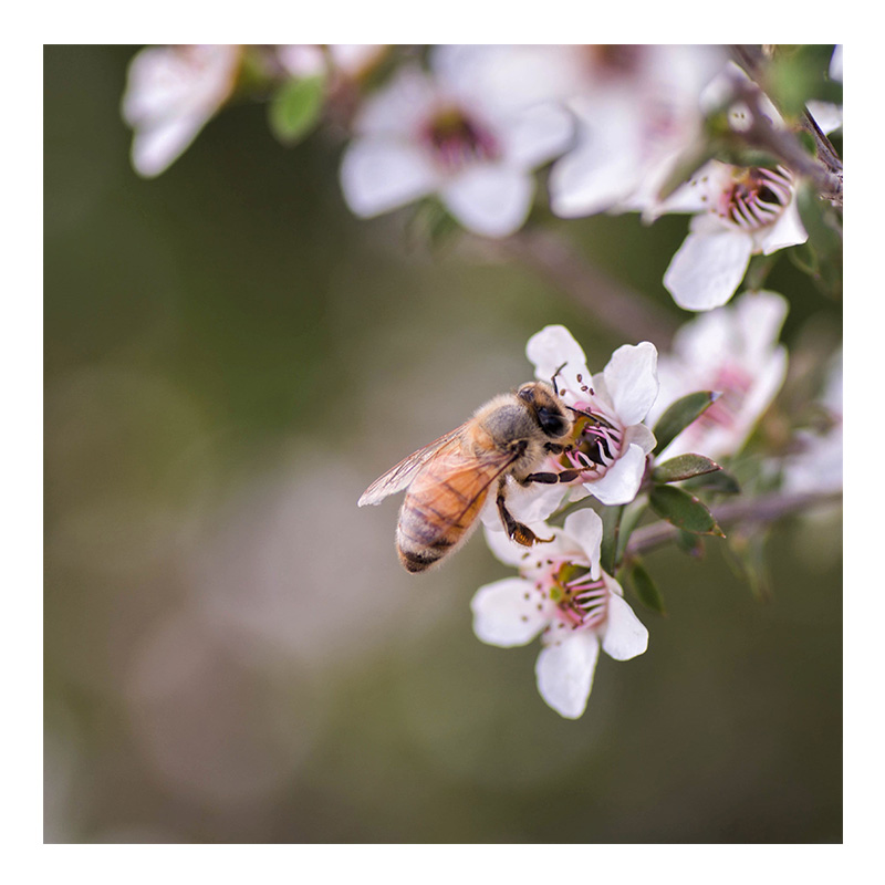 NGA PI Manuka UMF 15+ Honey 315 G 12 Pcs Best Price in Dubai