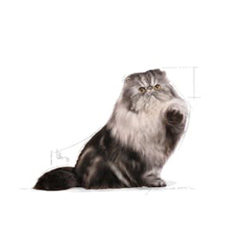 Royal Canin Persian Cat Food 85 g x 12 Best Price in Abu Dhabi